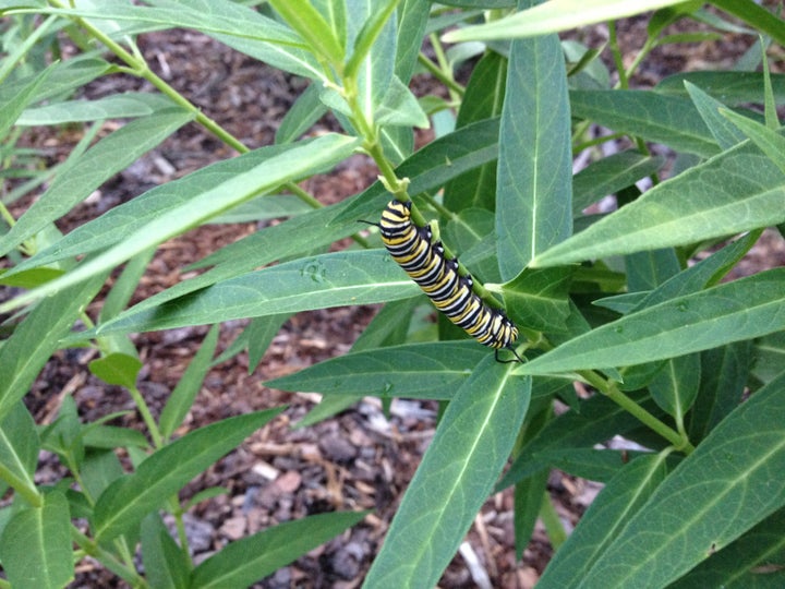 Monarch Caterpillar on Milkweed.