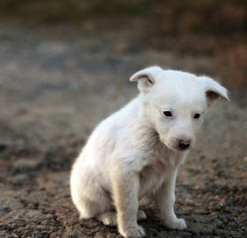 Street dog puppy.