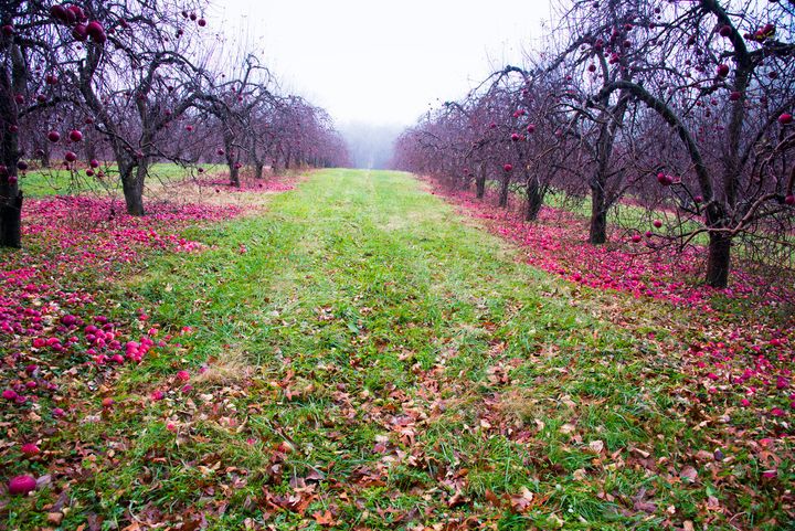 Apples left the ground at a North Carolina orchard. Ohio and a few other states have programs to get leftover crops donated to food banks.