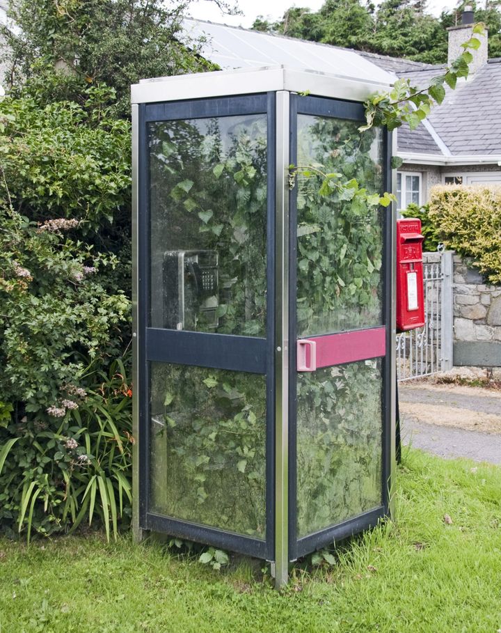 Nature has reclaimed this phone box in north Wales 