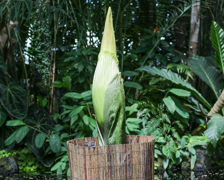 Amorphophallus titanum, aka "corpse flower" or "carrion flower."