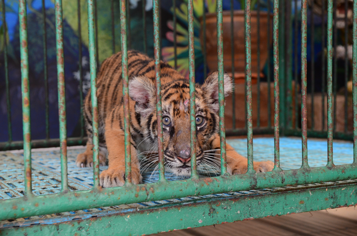 Sanctuary Rescues Pet Tigers, New Born Cub and Lions from Private Backyard  After Owner Dies - One Green Planet