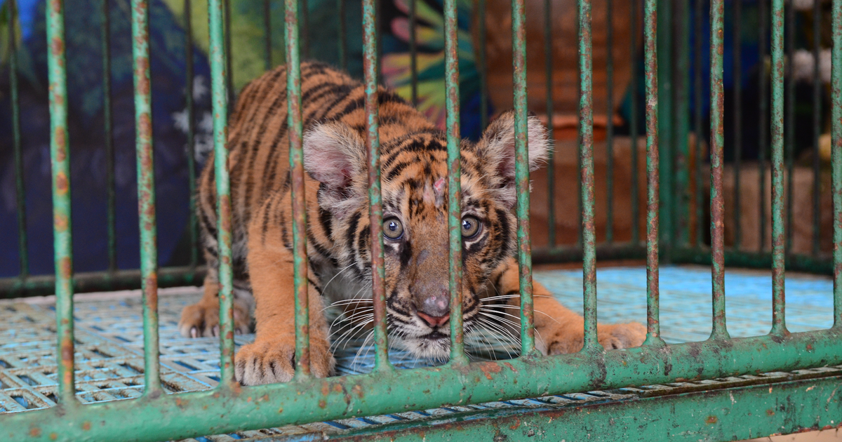 International Tiger Day Tiger Selfie Cruelty Revealed By World Animal