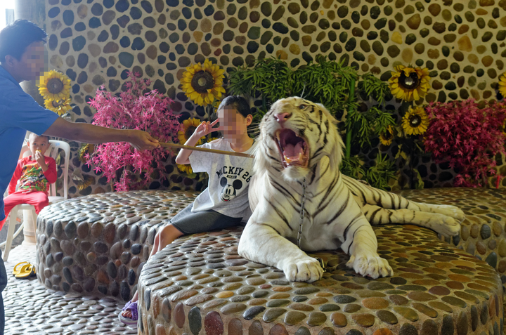 Tigers are prodded with sticks as tourists pose for their picture with the wild animal.