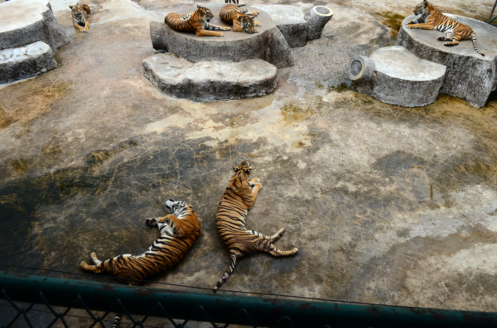 Tigers are often kept in barren, concrete enclosures at venues where they are used for selfies.