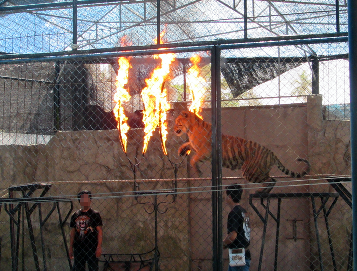 Tigers are made to perform tricks such as jumping through rings of fire at some facilities in Thailand.