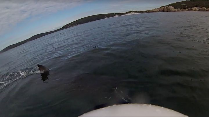 An Australian kayaker recently filmed himself being circled by a massive shark.