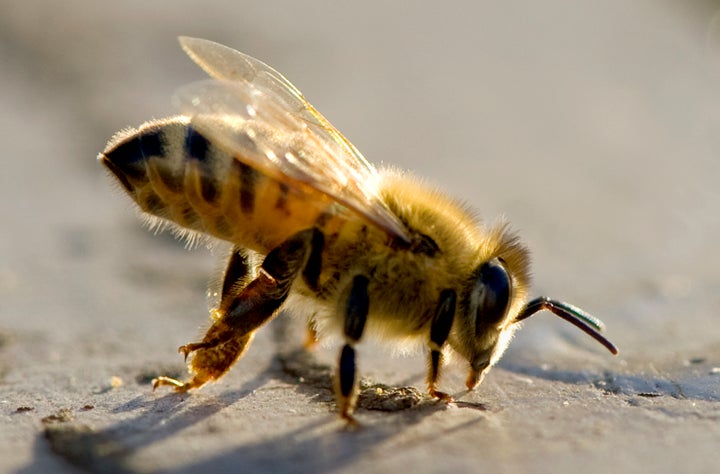 A male drone bee cleans his legs atop a hive.