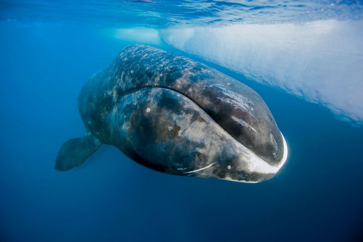 A bowhead whale surfaces from a dive in the chilly waters of Lancaster Sound, Canada.