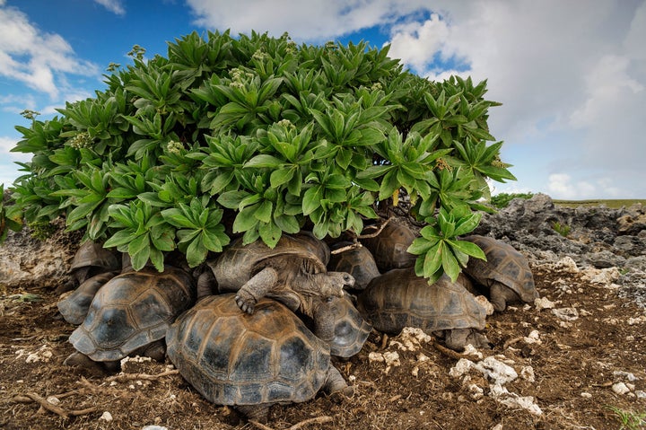 Giant tortoises take shelter beneath vegetation on Aldabra, part of the Seychelles Islands.