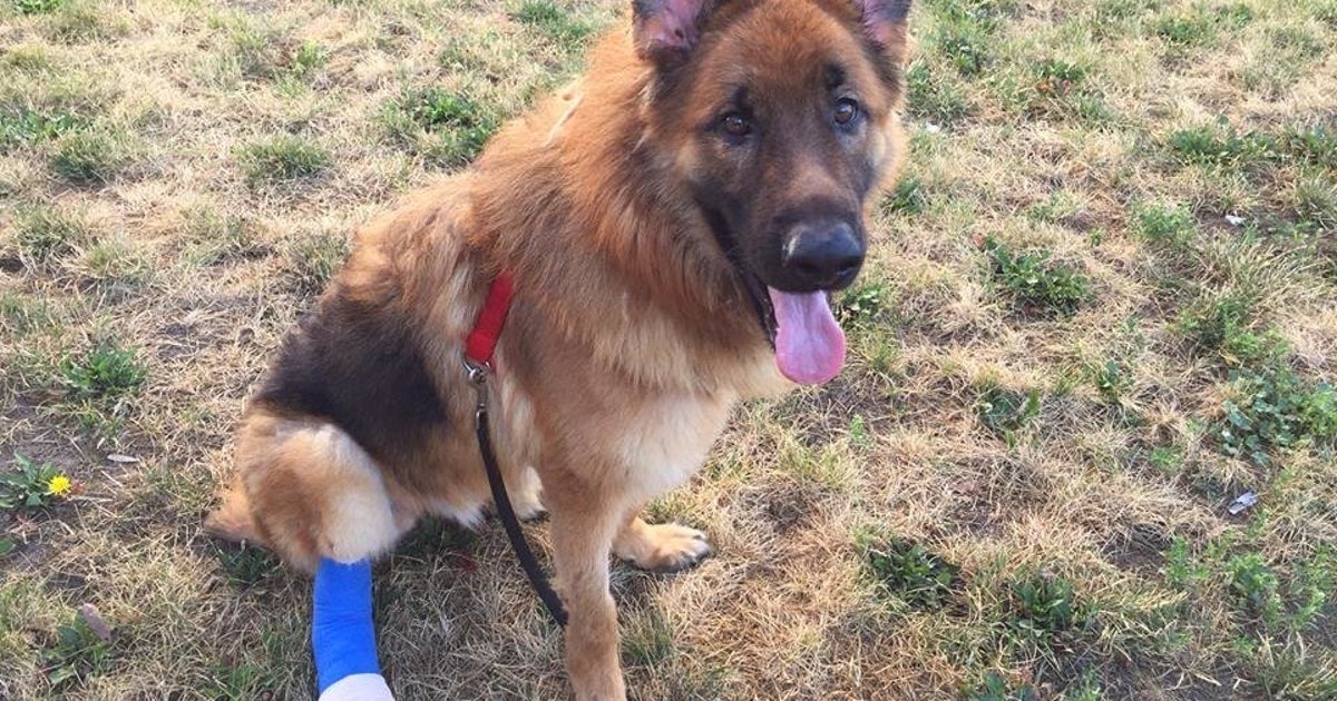 Pup Who Chewed Off Own Foot Has Successful Surgery Thanks To Donations