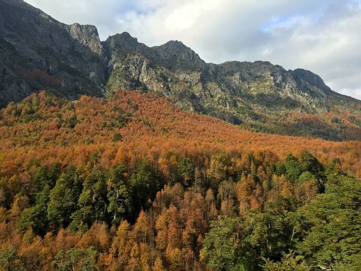 Fall colors in the Región de la Araucanía