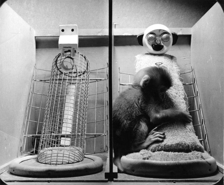 In Harry Harlow's experiment, infant monkeys almost always chose to cuddle with the cloth figure, and made contact with the wire figure only when necessary.