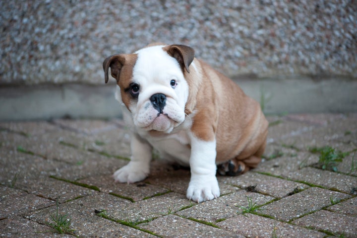 are american bulldogs inbred