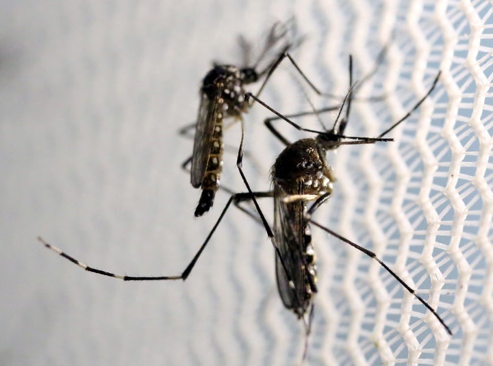 Aedes aegypti mosquitoes are seen inside Oxitec laboratory in Campinas, Brazil, February 2, 2016.