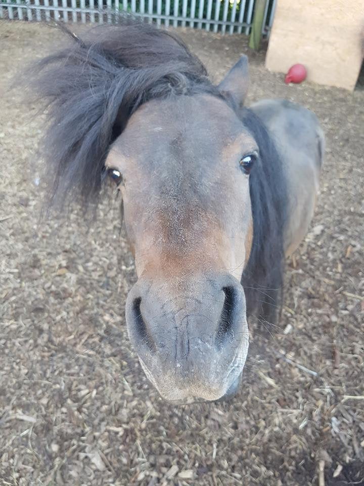 Mocha, a Shetland pony, broke into a pub and had to be coaxed out by the landlord with bar snacks.