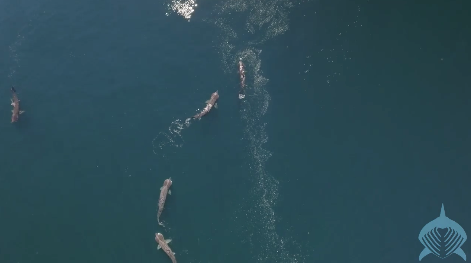 Basking Sharks Scotland was very excited about this mega sighting.