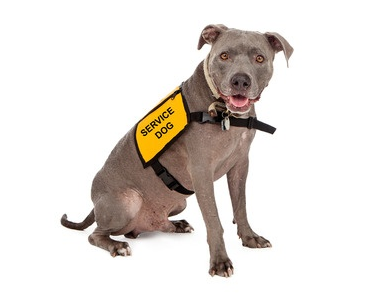 Fake service dog outlet vest