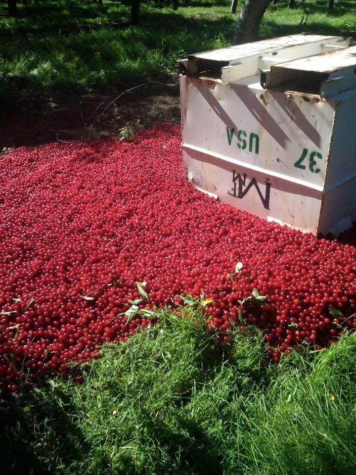 Marc Santucci, owner of Santucci Farms, shared a photo on Facebook of the massive amount of tart cherries he is throwing away this year under industry regulations.