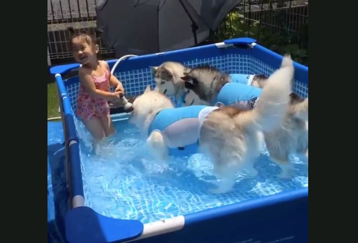An adorable little girl appears to be having the time of her life while playing with three huskies in a swimming pool.