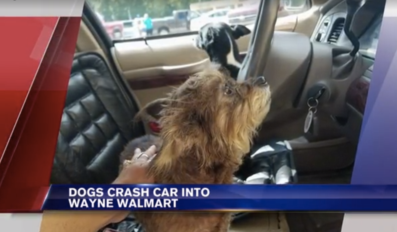 dogs in walmart