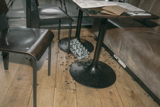 <strong>Thousands of insects were released into Byron restaurants on Friday.</strong>