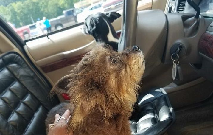 The two dogs were left in the car by their owner, an elderly woman, according to witnesses.