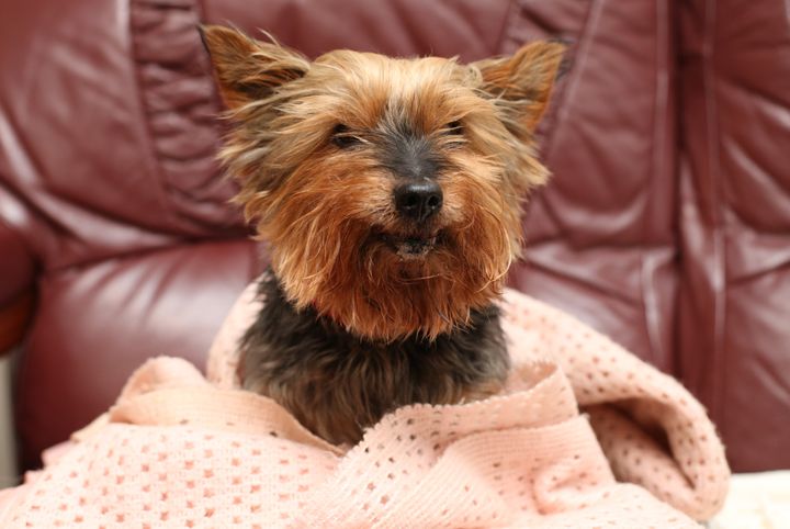 <strong>Britain's oldest dog, Jack, was killed in a brutal attack on Monday.</strong>