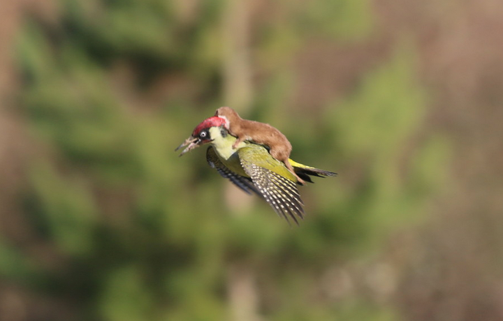 The wily weasel catches a ride on the back of a woodpecker 