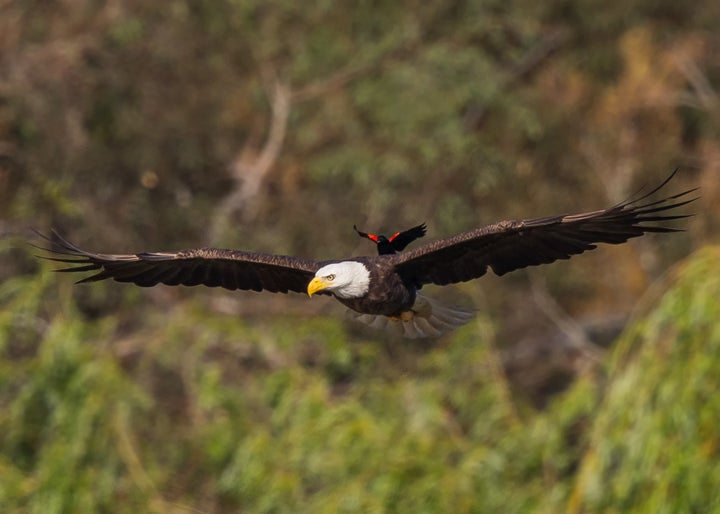 <strong>The red-winged blackbird casually catches a ride on the back of the American bald eagle in California </strong>