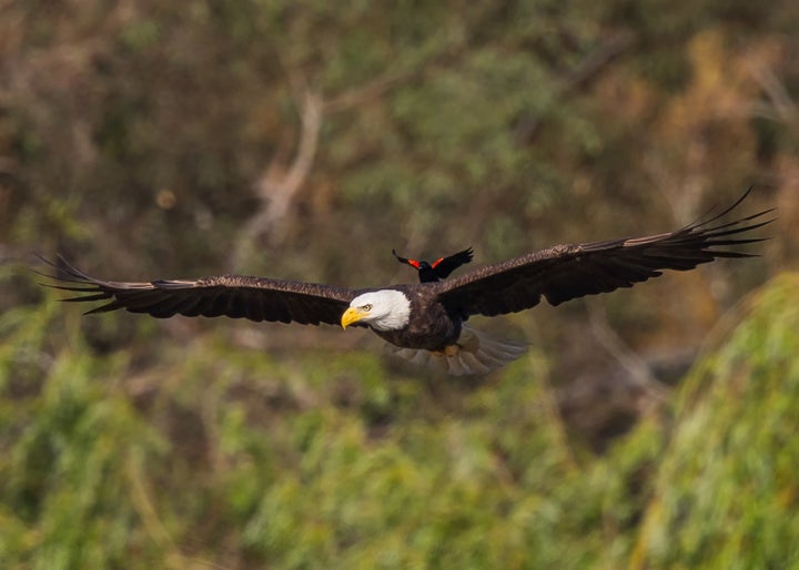 The red-winged blackbird casually catches a ride on the back of the American bald eagle in California 