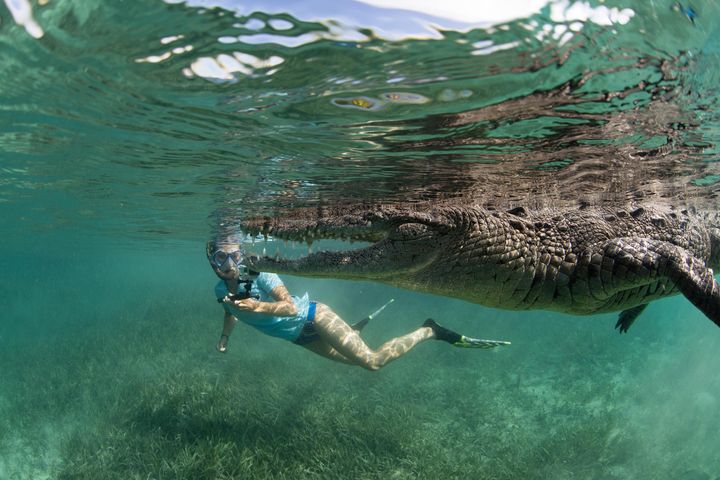 <strong>Alexa Fink is seen swimming with a crocodile in pictures taken by her wildlife-obsessed father</strong>