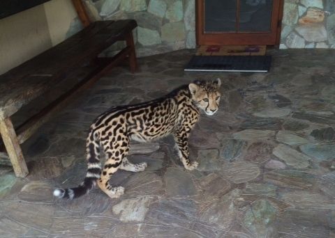 Cheetahs lounge on a compound porch