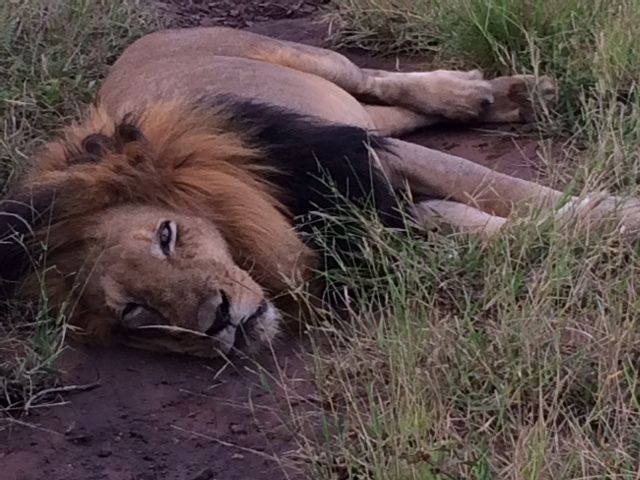 A rescued lion rests after a kill
