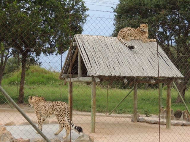 Rescued cheetahs can be observed up close 