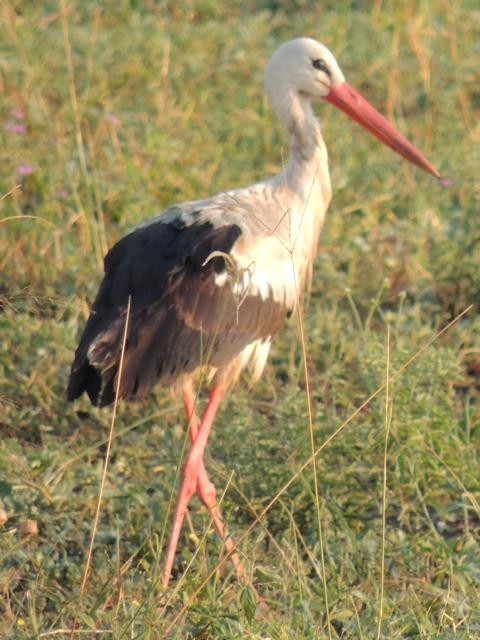 Game drives may get a glimpse of migrating storks