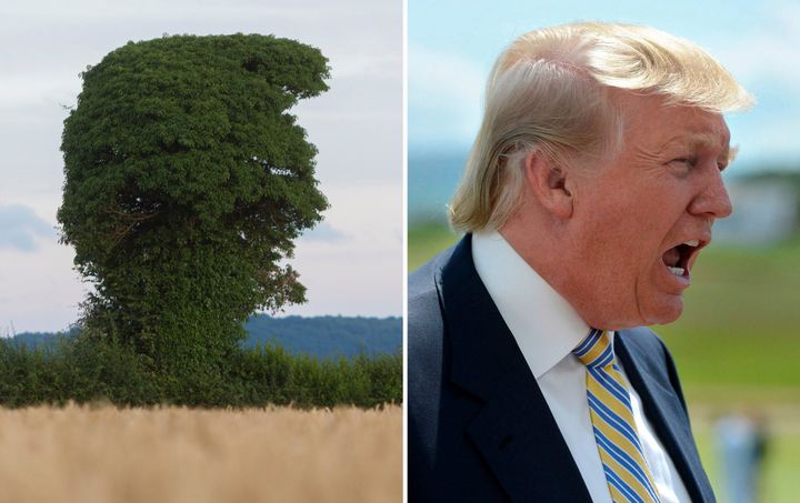 British photographer Jon Rowley believes a tree in in Herefordshire, England, looks amazingly like Donald Trump.
