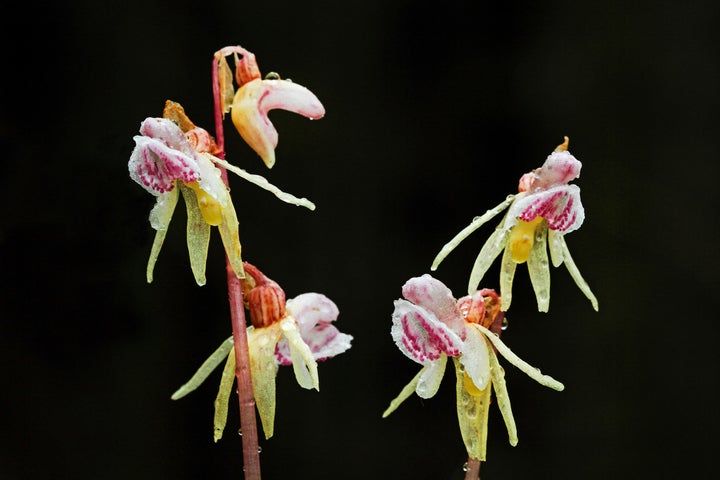 Ghost orchid (Epipogium aphyllum)