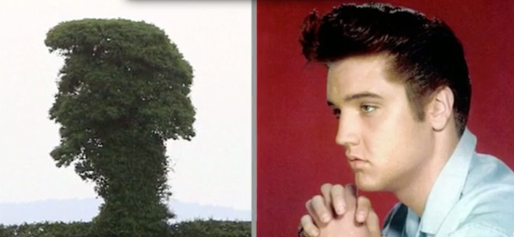 Some people think the elm tree on the left looks like Elvis Presley.