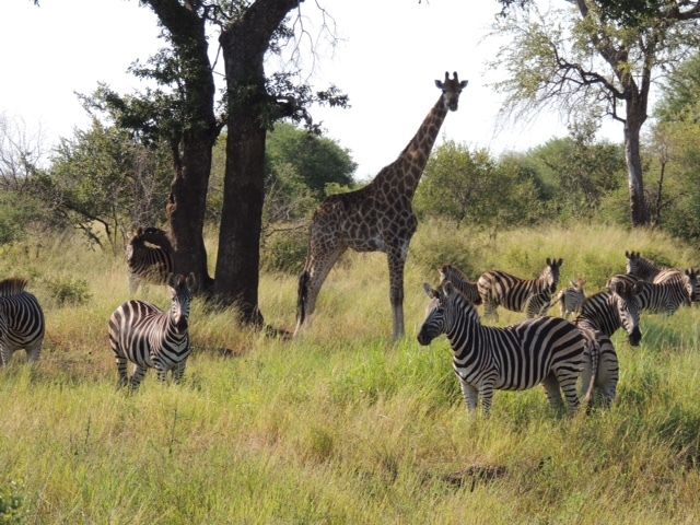 Game drives pass giraffes and zebras