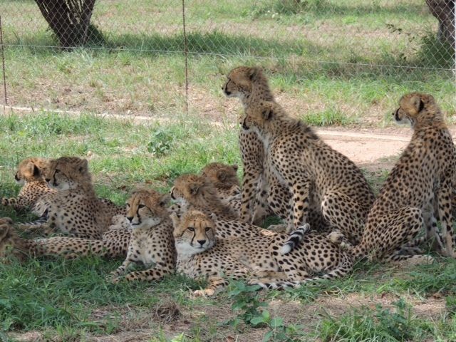 Young cubs frolic in the cheetah nursery