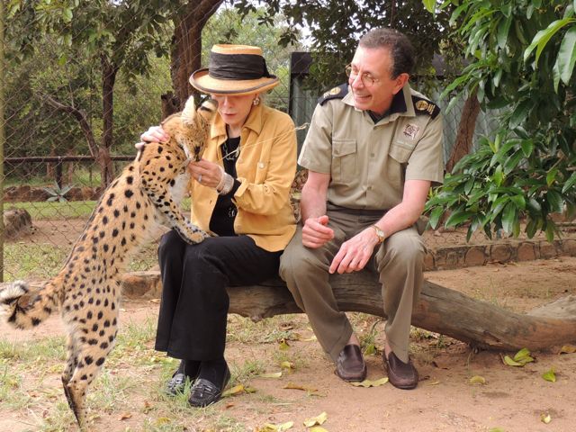 Guests can interact with a rescued serval