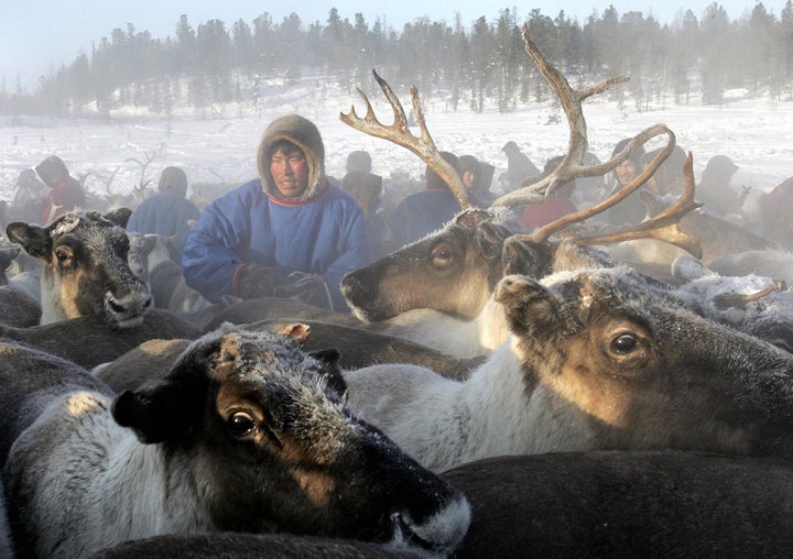 Anthrax from a 75-year-old reindeer carcass has been linked to an outbreak of the pathogen in Siberia.