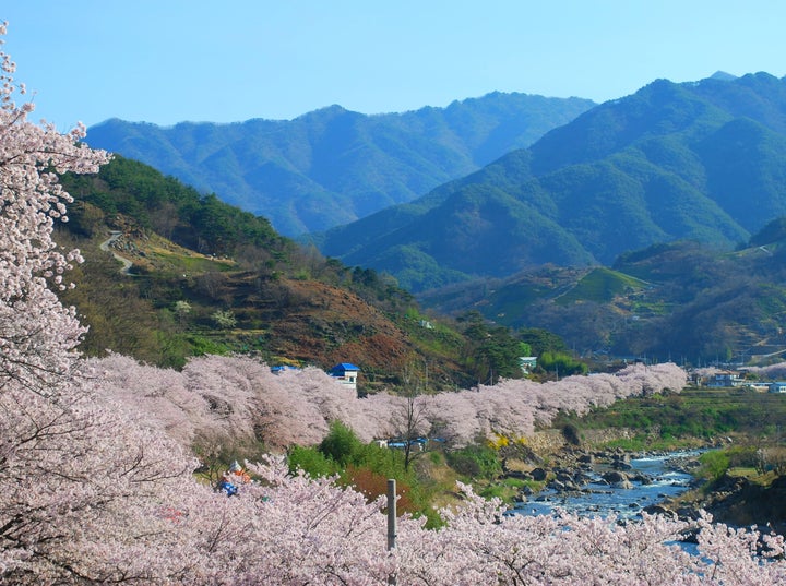 <p><strong>Hwagae’s Cherry Blossom Road |</strong> If you want to experience the full, overwhelming beauty that are Asia’s famed cherry blossoms, Hwagae is the place to do it. Four kilometers of cherry blossoms line the road, and it’s just as magical as you might imagine it to be. It’s also deep in the mountainous countryside, just in case you thought it couldn’t get any prettier... <a rel="nofollow" href="http://www.thereshegoesagain.org/hwagae-cherry-blossom-festival/" target="_blank">Read More</a></p>