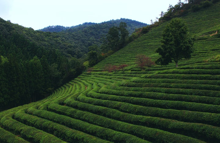<p><strong>Boseong Green Tea Fields | </strong>Calling all tea fanatics! Boseong has been home to tea cultivation since the 300’s BC, and to this day most of its plantations use traditional, organic methods of processing tea leaves. Eat green tea pajeon (Korean pancake) and ice cream, climb up the fields to see as far as the sea, and finish up your trip by buying as much green tea chocolate as you can fit into your bag....<a rel="nofollow" href="http://www.thereshegoesagain.org/boseong-green-tea-fields/" target="_blank">Read More</a></p>