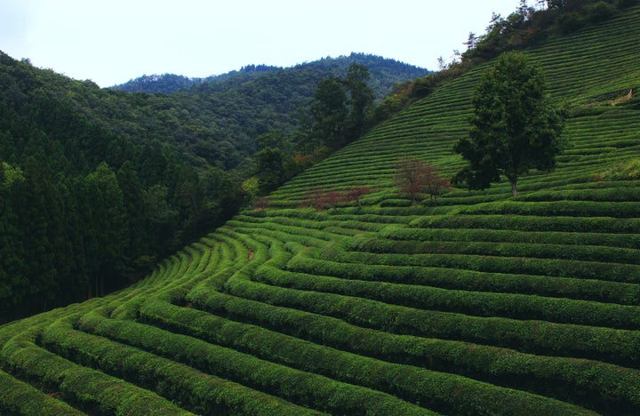 Boseong Green Tea Fields | Calling all tea fanatics! Boseong has been home to tea cultivation since the 300’s BC, and to this day most of its plantations use traditional, organic methods of processing tea leaves. Eat green tea pajeon (Korean pancake) and ice cream, climb up the fields to see as far as the sea, and finish up your trip by buying as much green tea chocolate as you can fit into your bag....Read More