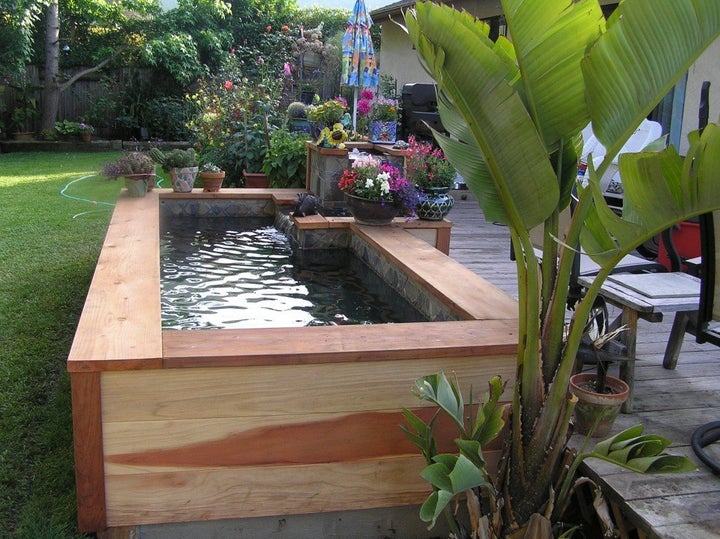 A simple pond is the perfect home for koi.