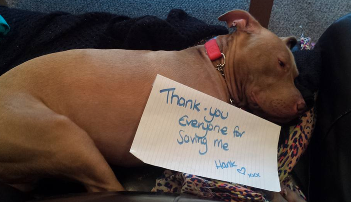 <strong>Hank returned home on Tuesday after a three-week battle with Belfast City Council.</strong>