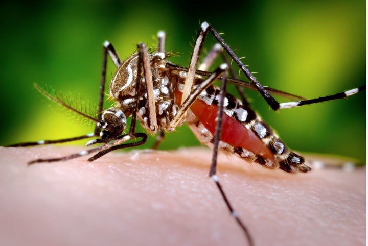 Aedes aegypti mosquito; Zika Virus transmitter