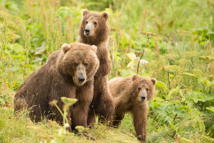 Brown bear and cubs on Kodiak National Wildlife Refuge.